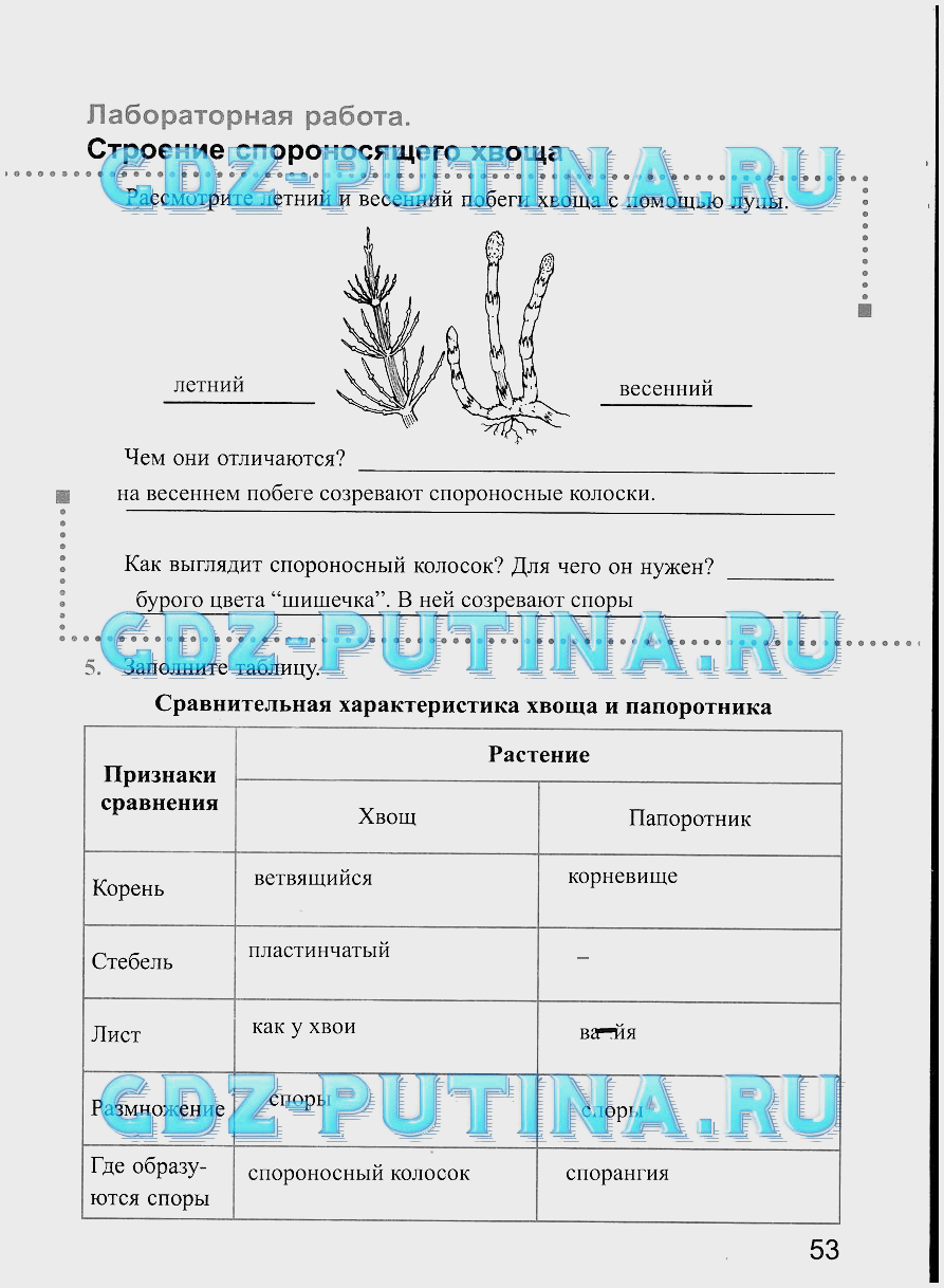 Мхи хвощи папоротники голосеменные