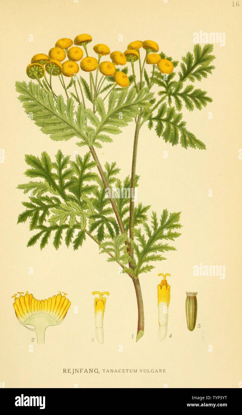 Пижма тысячелистниковая