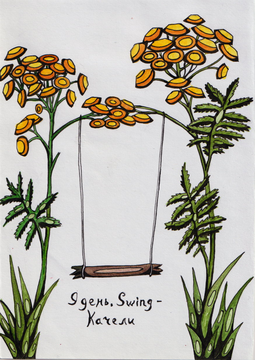 Achillea millefolium Ботаническая иллюстрация