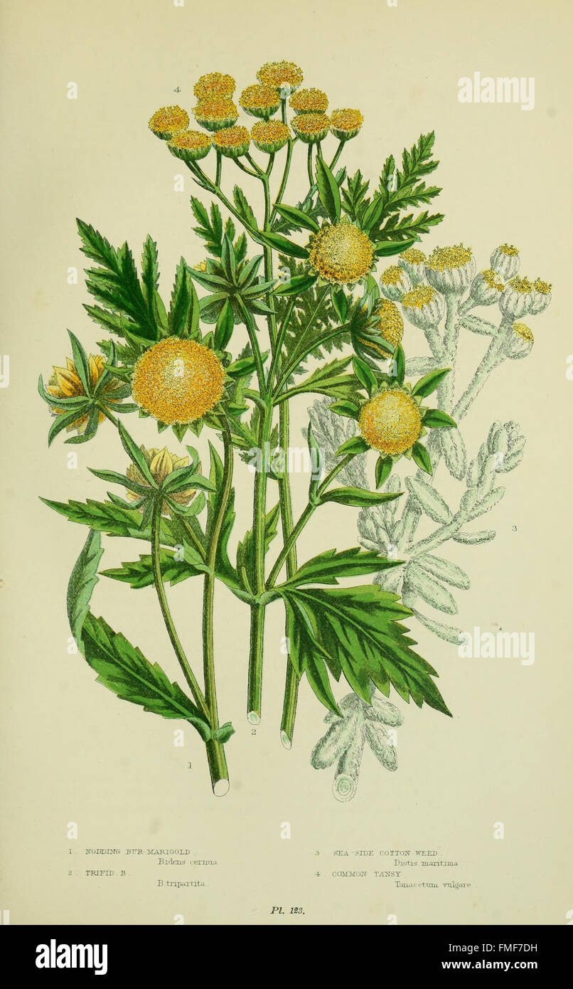 Пижма обыкновенная Фармакогнозия