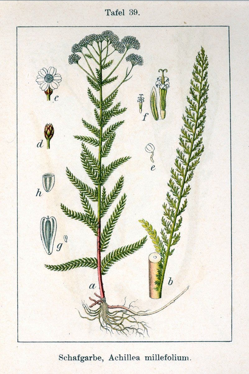 Пижма обыкновенная Фармакогнозия