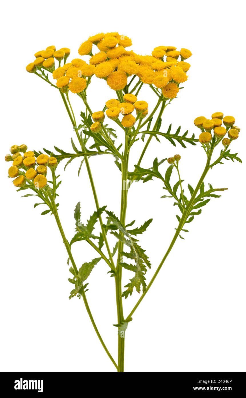 Пижма обыкновенная листья