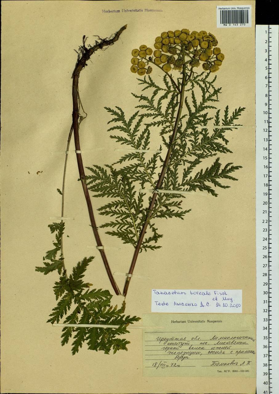 Пижма обыкновенная (Танацехол)