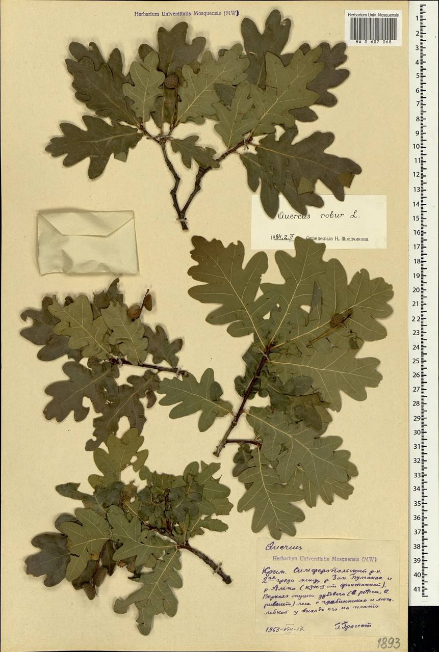Дуб черешчатый гербарий
