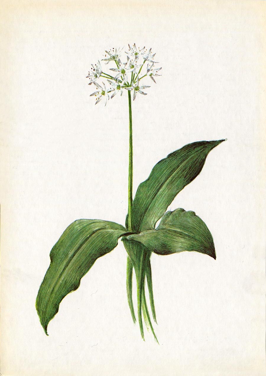 Allium ursinum - лук Медвежий, черемша. Гербарий