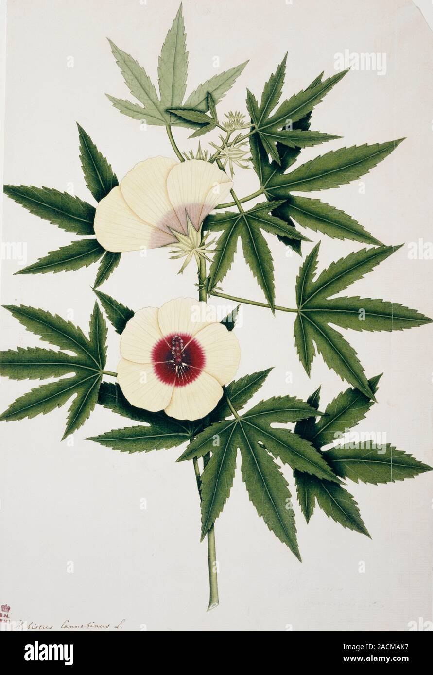Hibiscus cannabinus