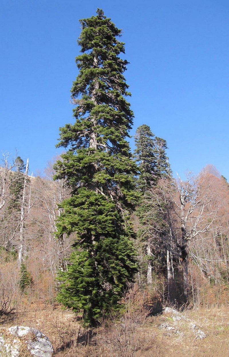 Кедр ливанский Cedrus libani