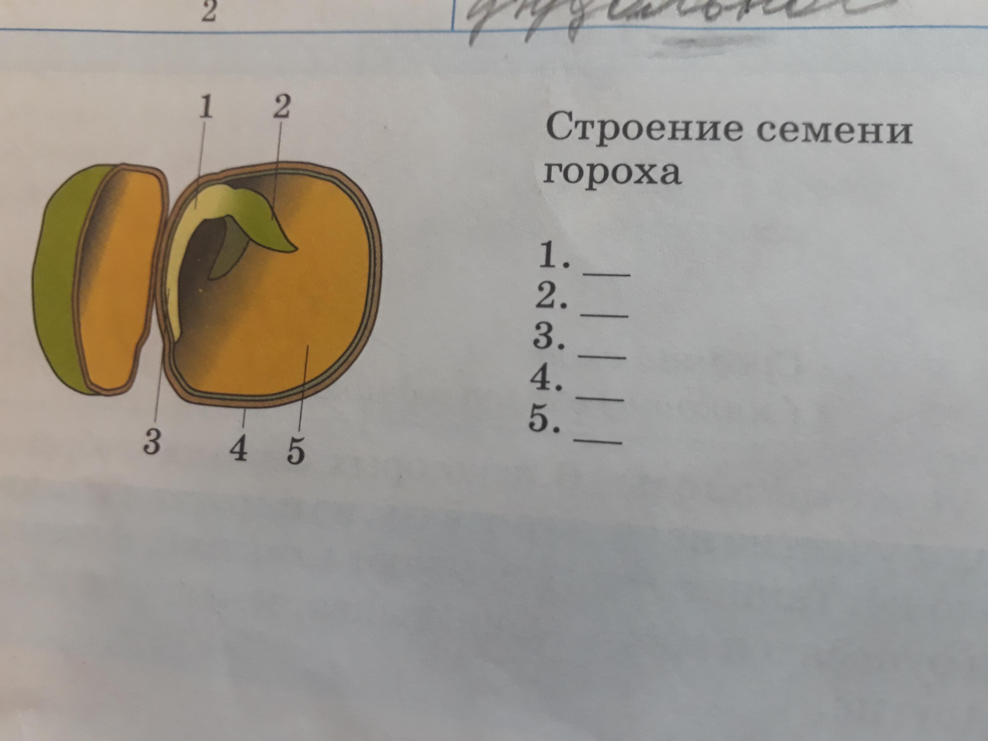 Рассмотрите рисунок семени какая. Биология 6 класс строение семени гороха. Горох семя строение семени. Схема строения семени кукурузы. Строение зерна гороха.