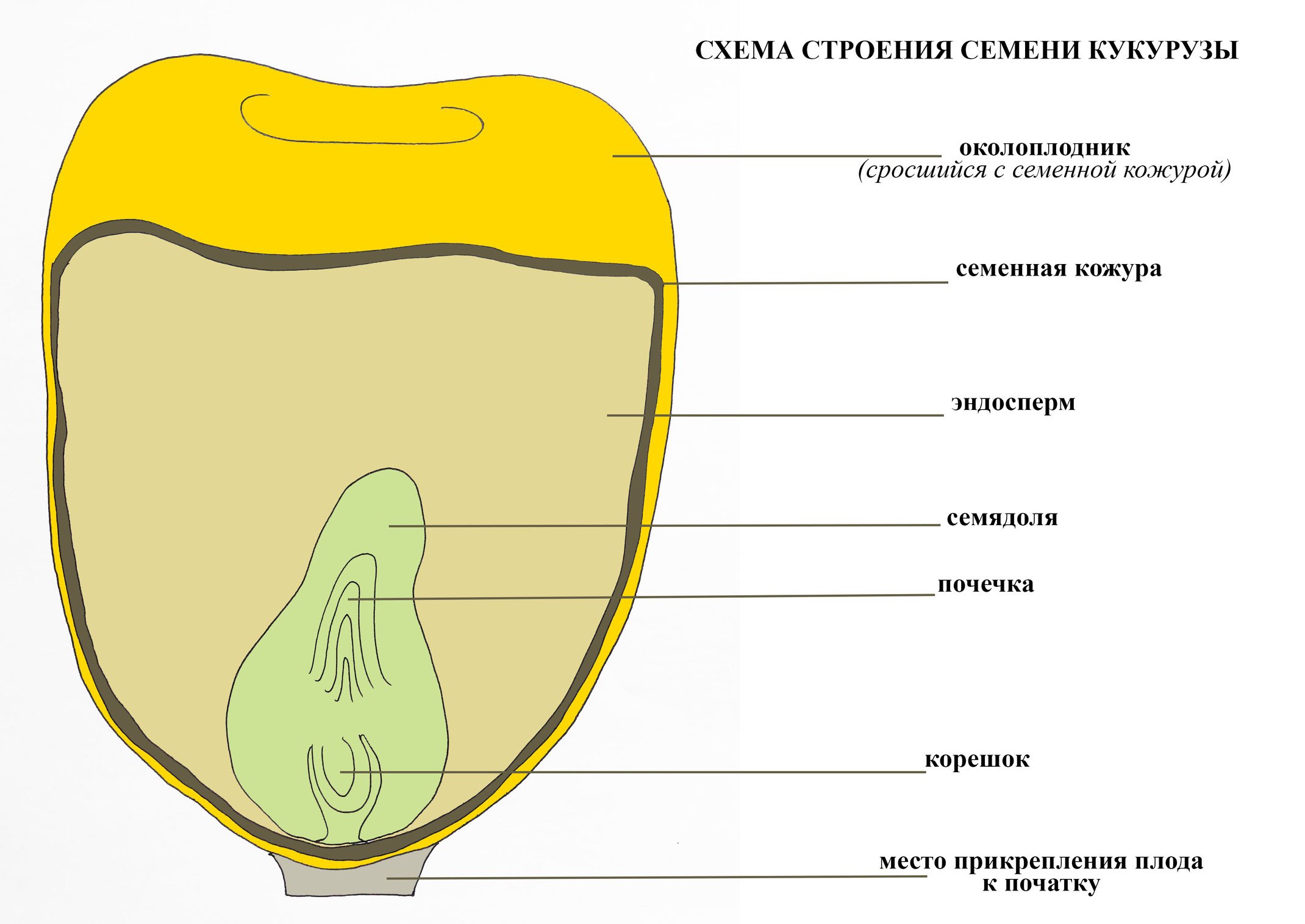 Семя в разрезе биология 6 класс. Строение семени зерновки кукурузы. Структура зерновки кукурузы. Строение семени однодольного растения кукурузы. Строение зерновки кукурузы биология.