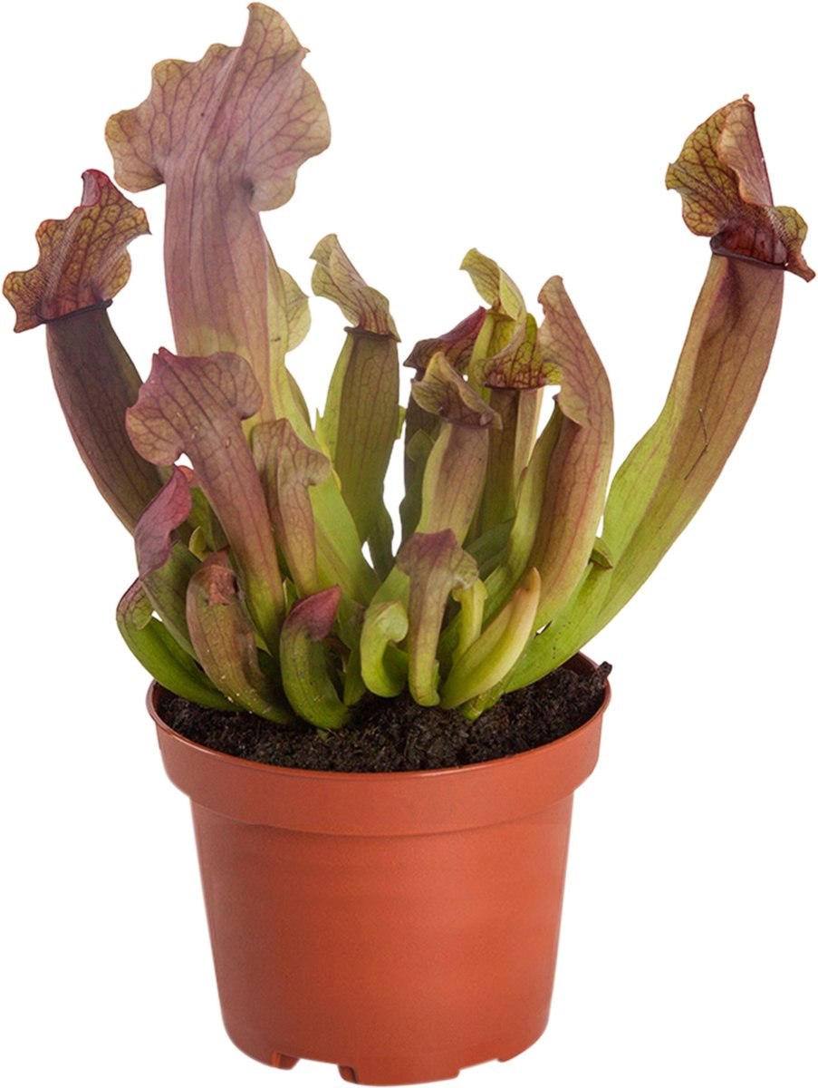 Пурпурный саррацения Леруа