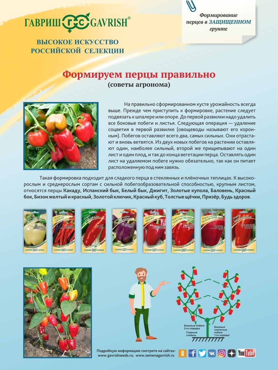 Перец формирование куста в теплице