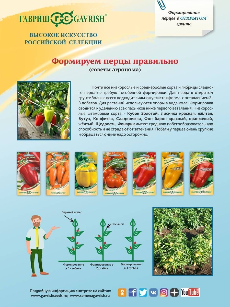 Как сформировать куст перца в теплице