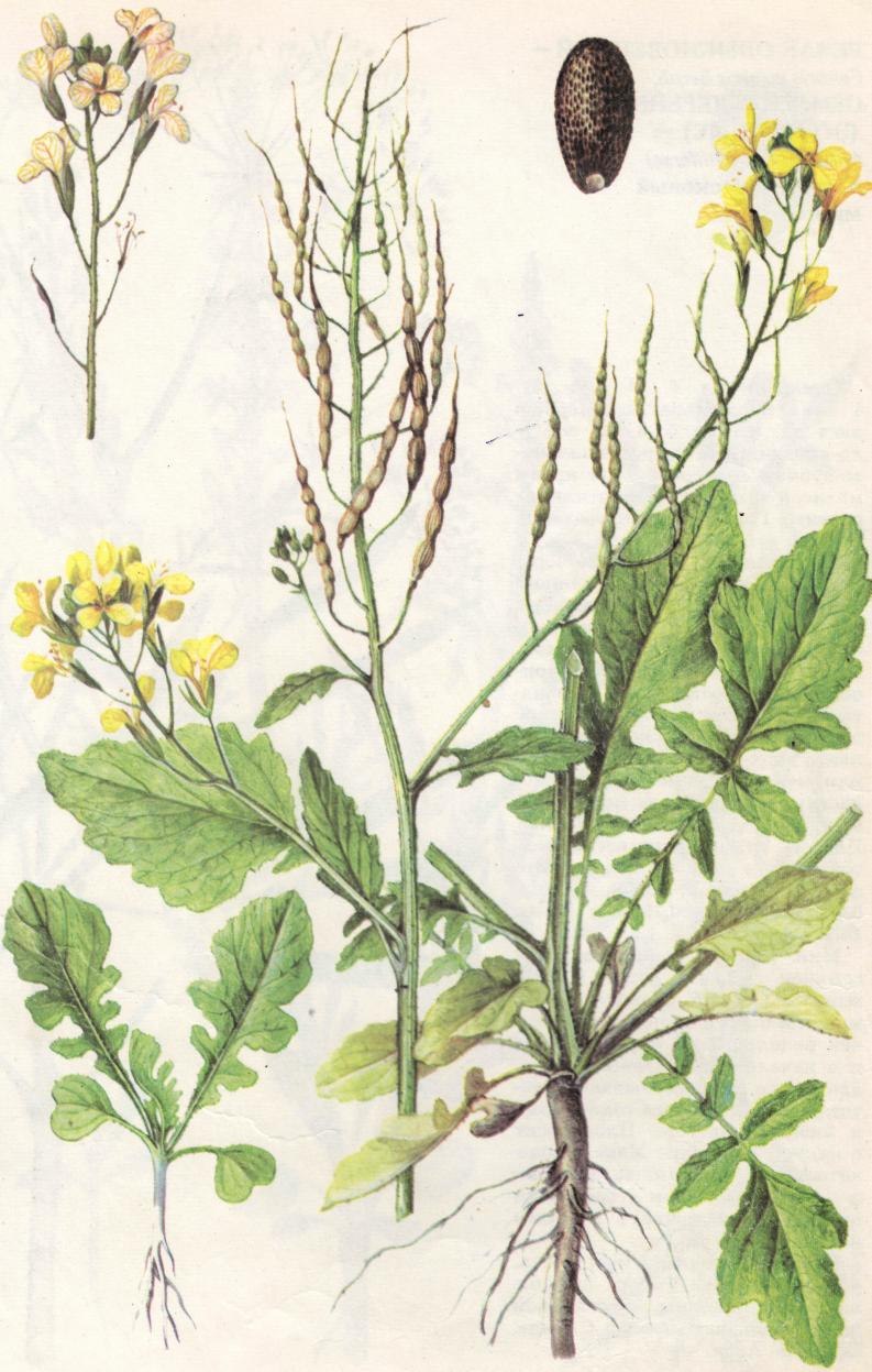 Сурепка обыкновенная