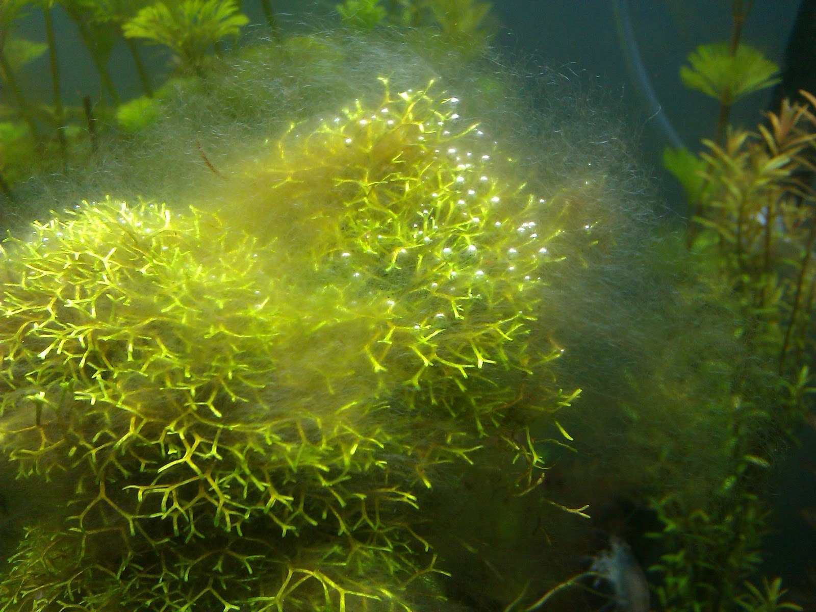 Сложные водоросли