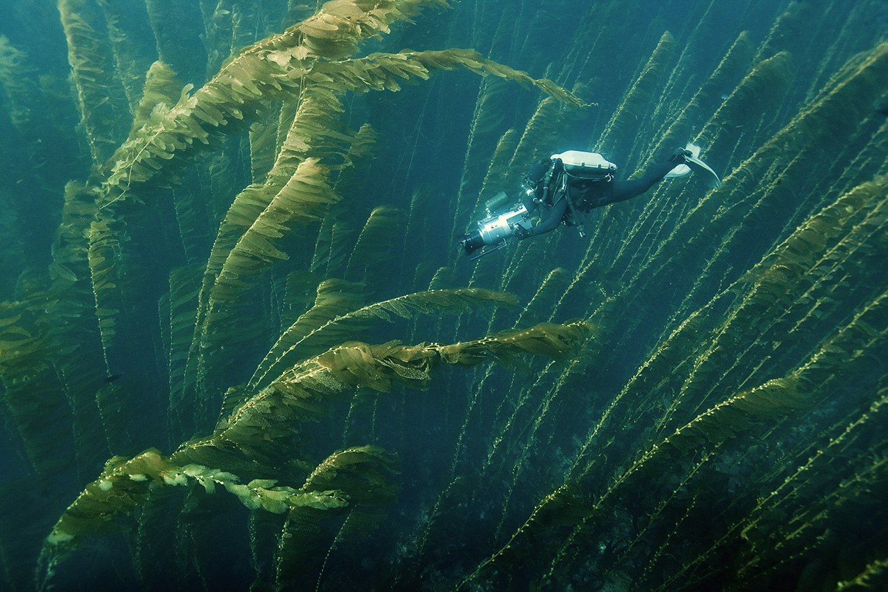 Крупные водоросли. Морские водоросли макроцистис. Бурые водоросли макроцистис. Ламинария макроцистис. Макроцистис грушевидный.