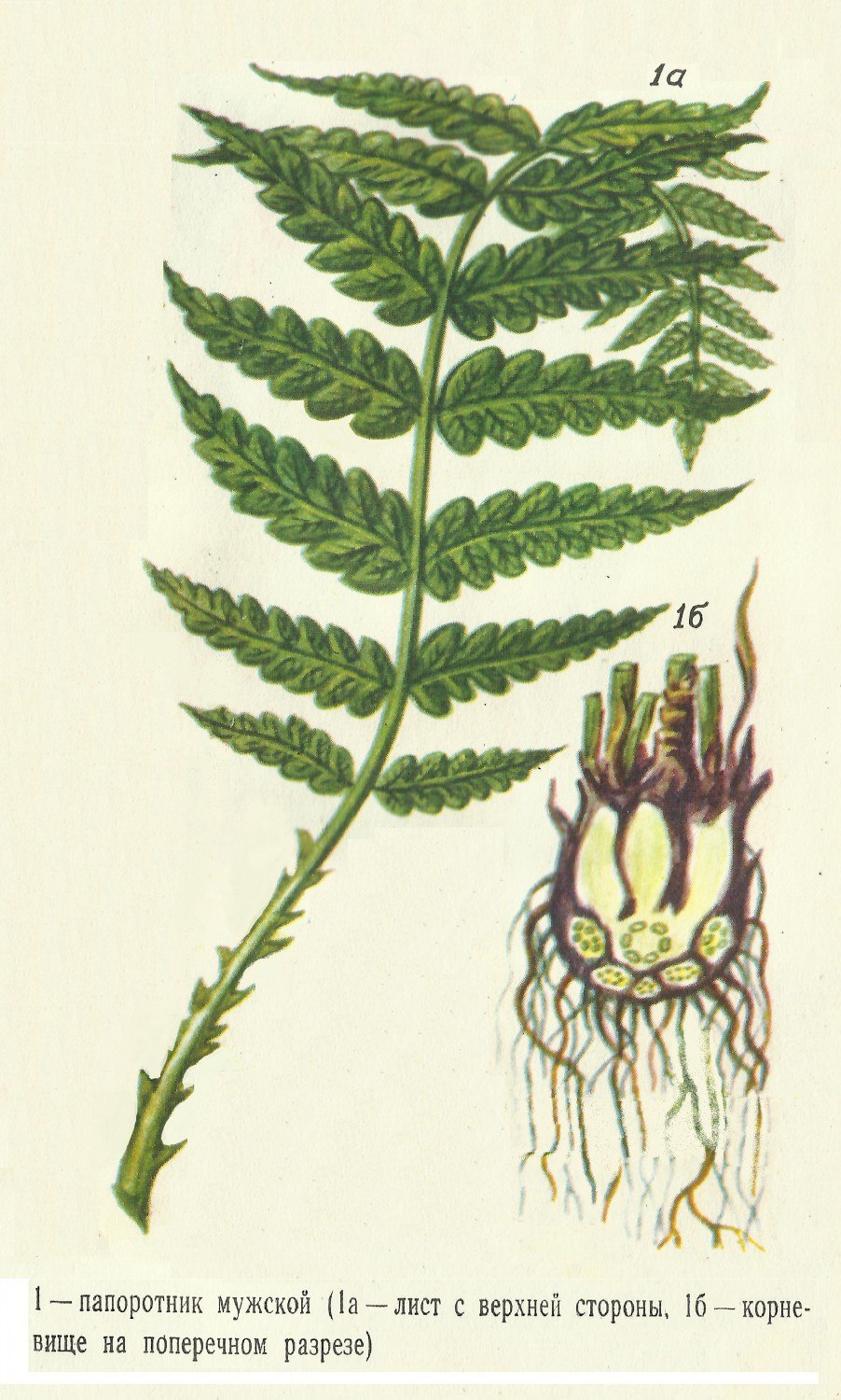 Папоротник орляк корень