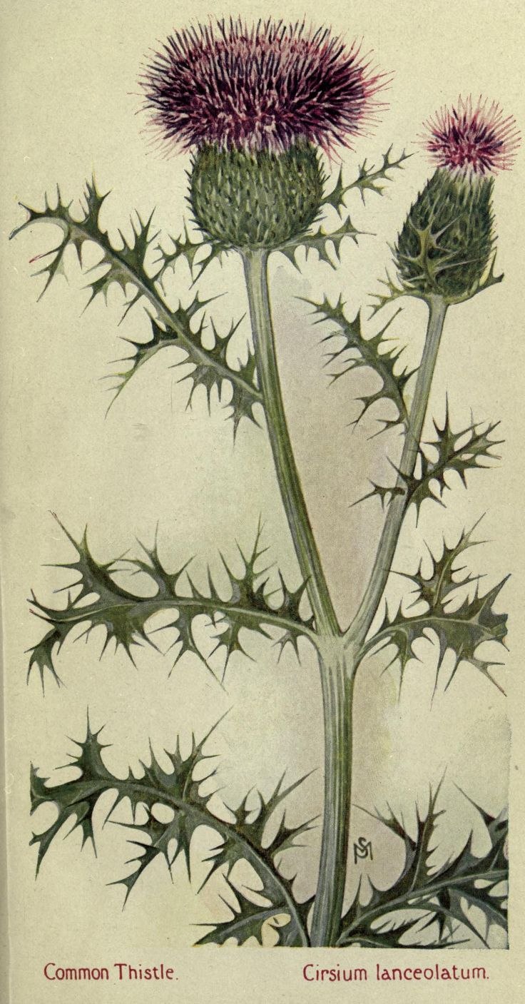 Чертополох макро