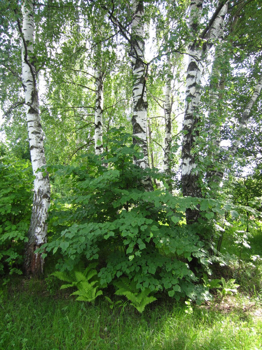 Берёза Радде