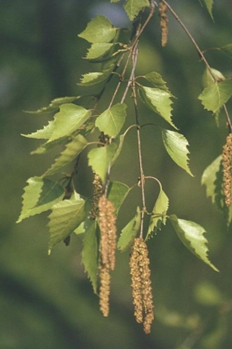 Береза пушистая Betula pubescens