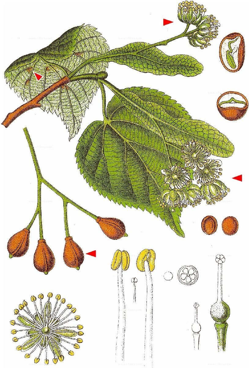 Tilia cordata семена