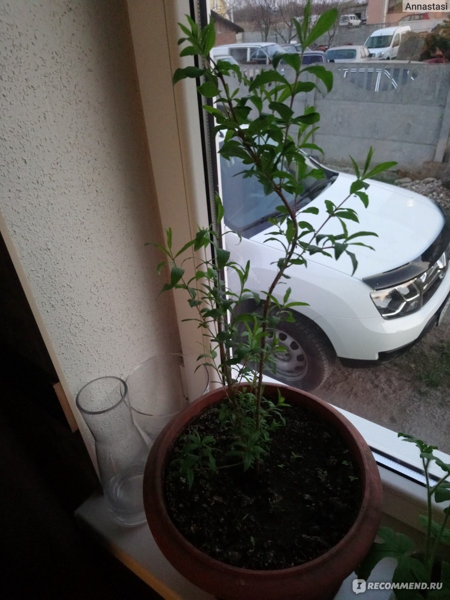 Гранат обыкновенный вырасти дерево