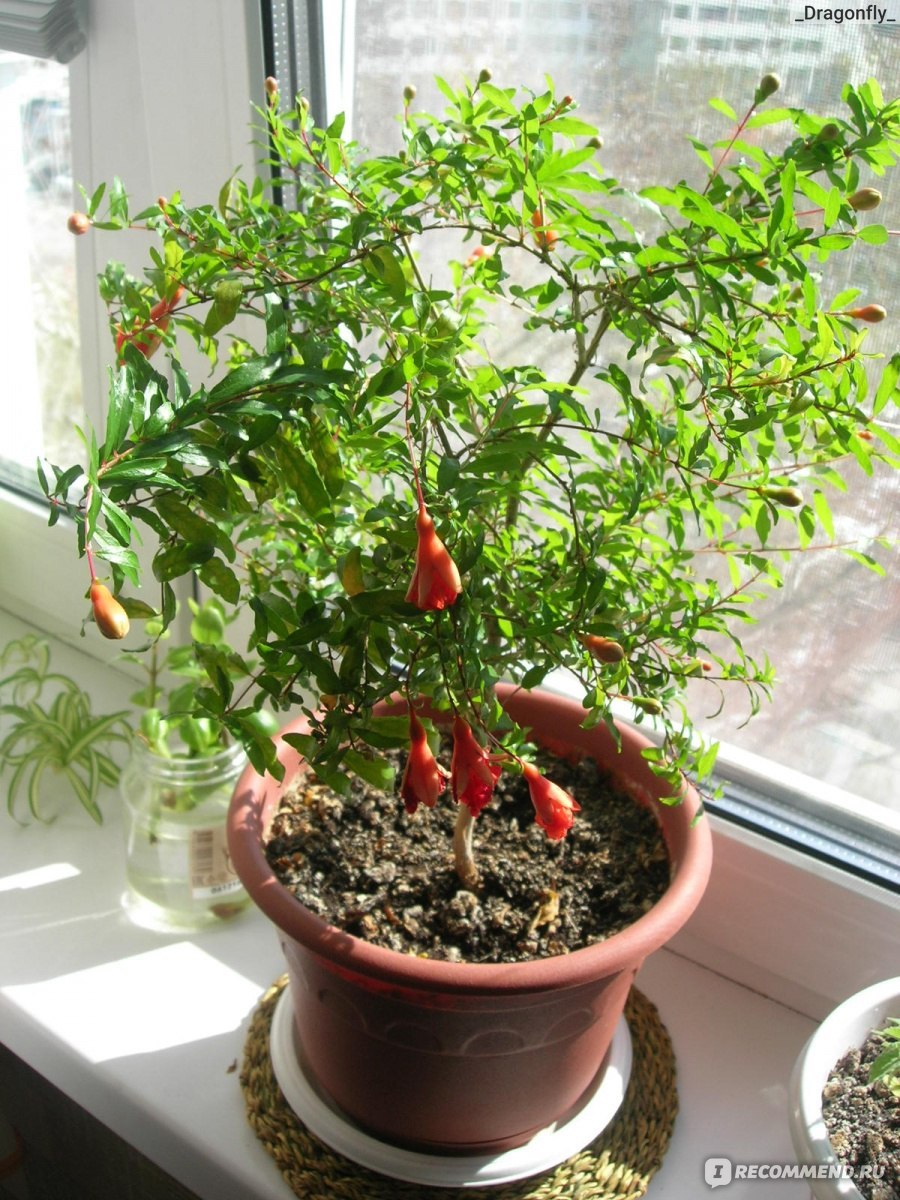 Комнатный гранат Нана