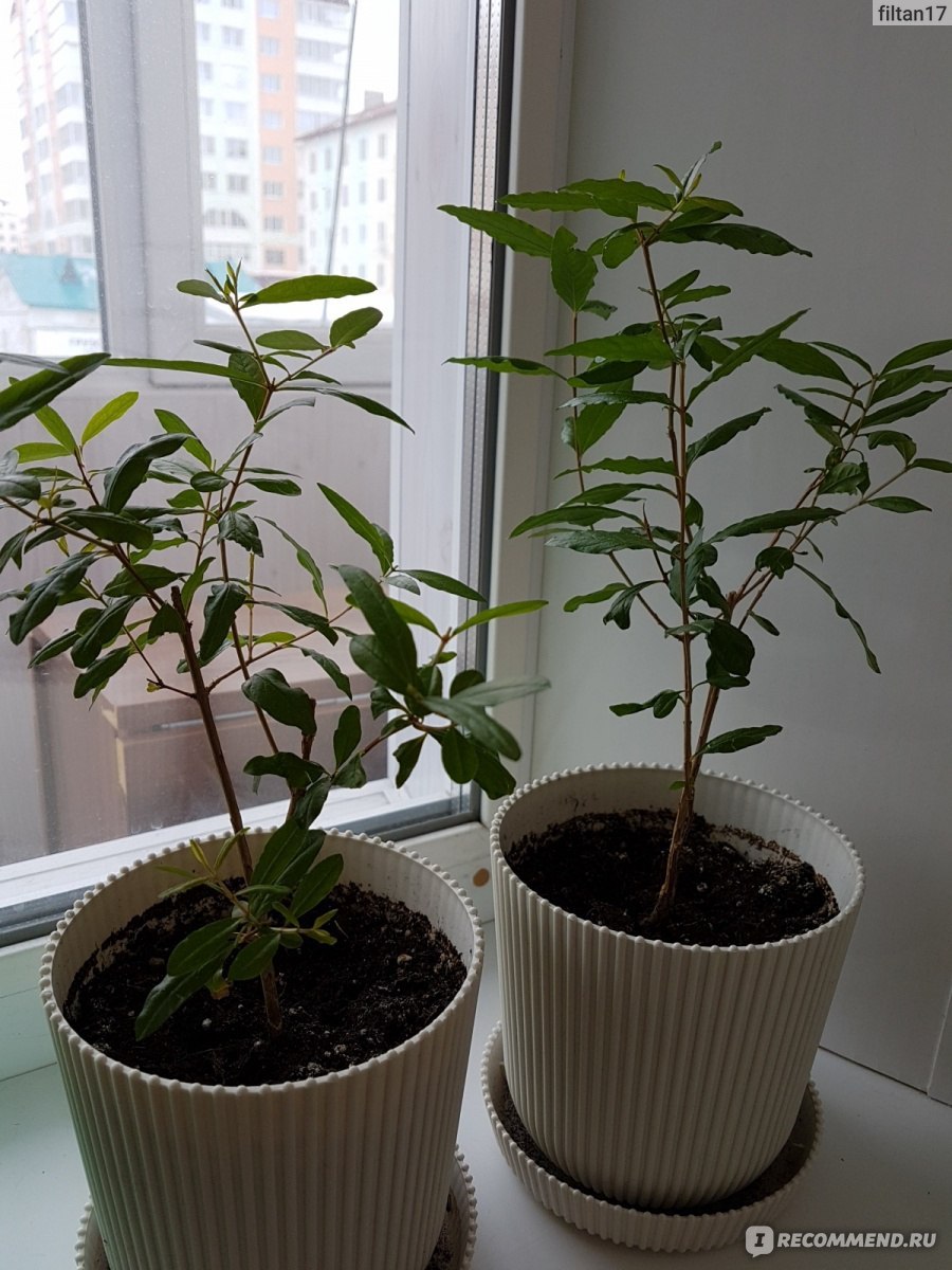 Гранат обыкновенный вырасти дерево