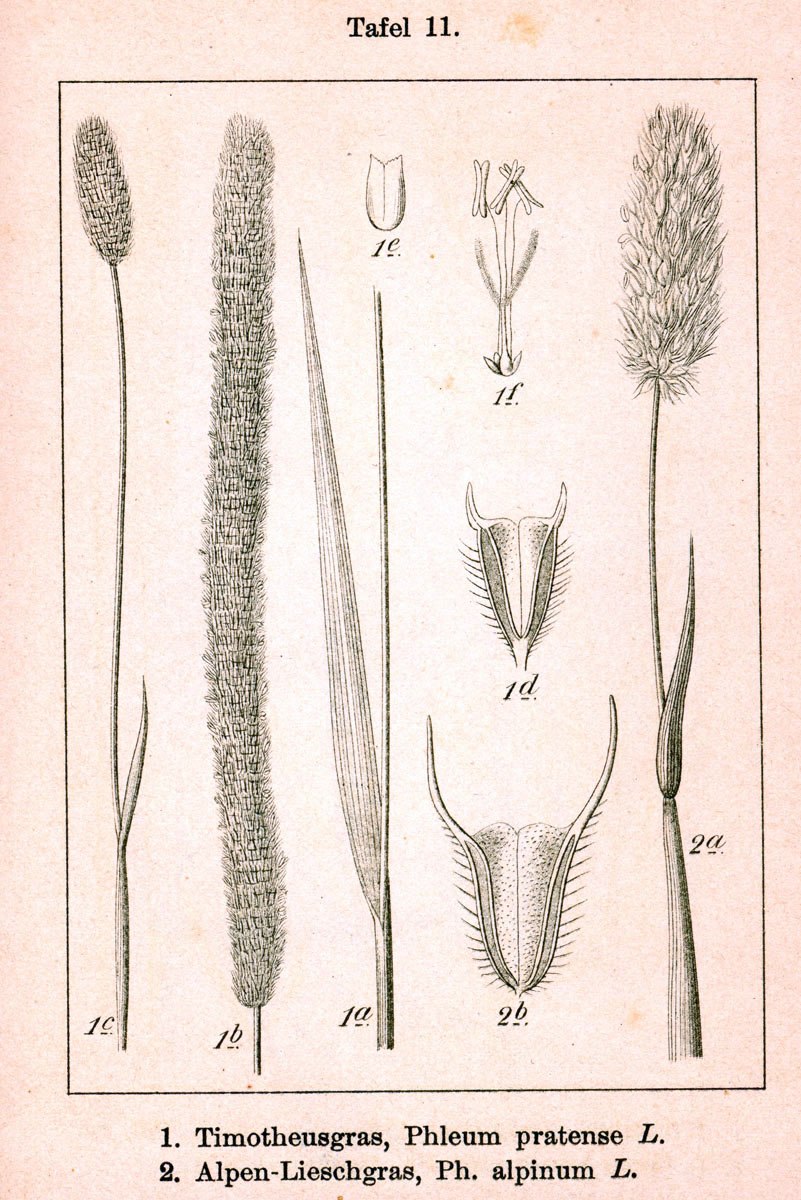 Тимофеевка Луговая Phleum pratense l.
