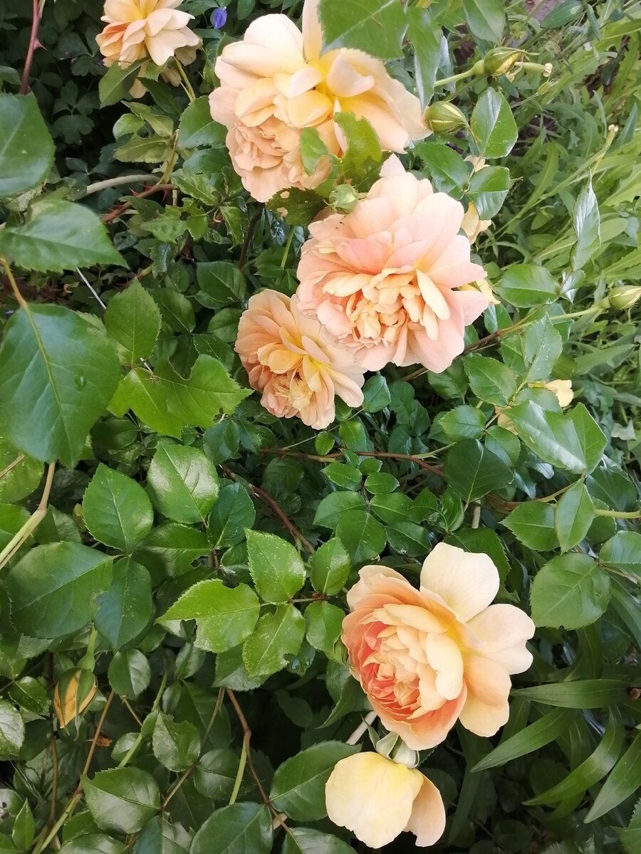 Роза Меритин