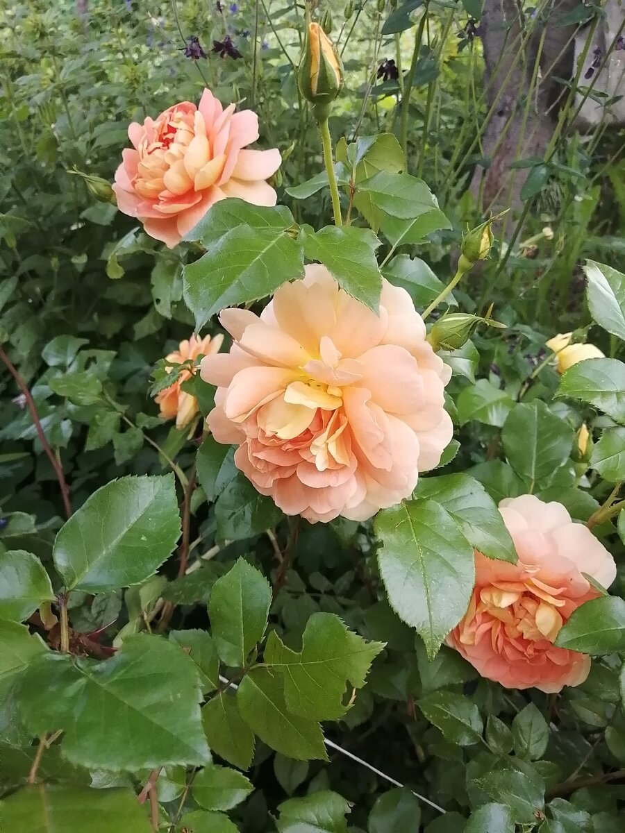 ПЭТ Остин шраб