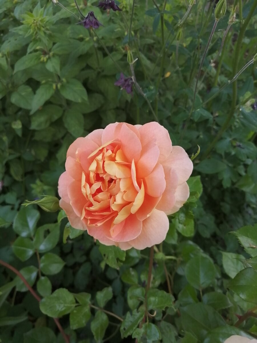 Роза английская ПЭТ Остин