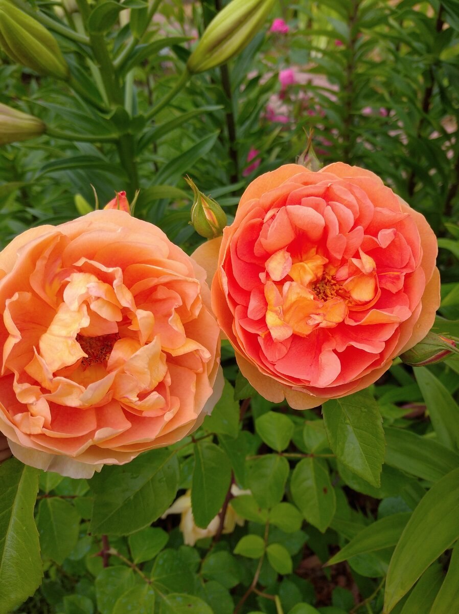 Роза Парковая английская ПЭТ Остин