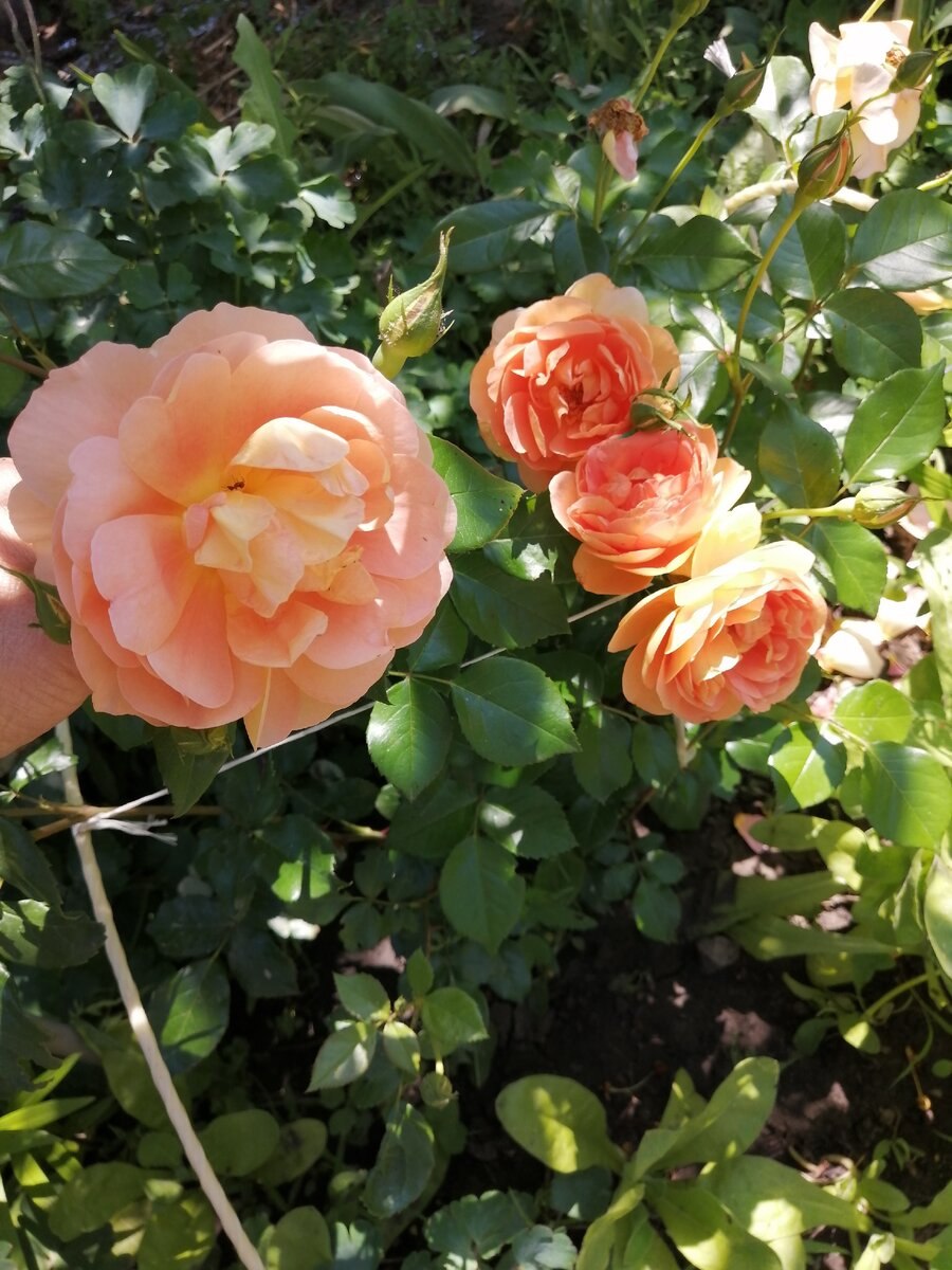 Роза пэт остин