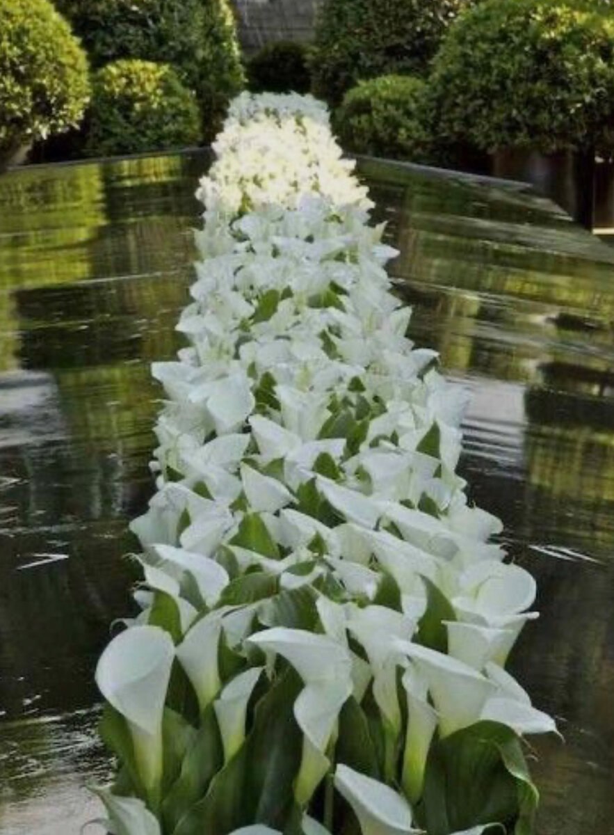 Калла Монте Карло