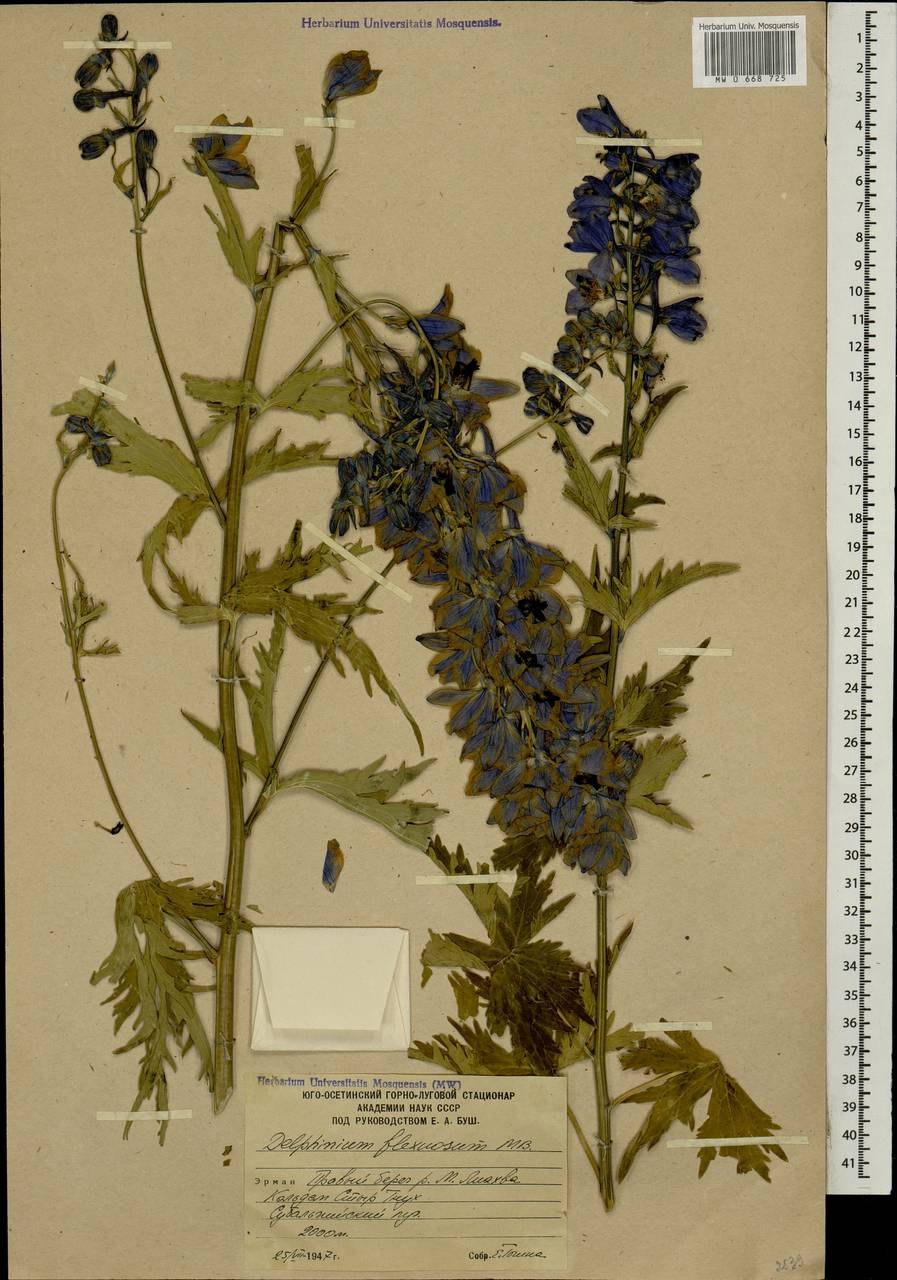 Живокость Литвинова корень