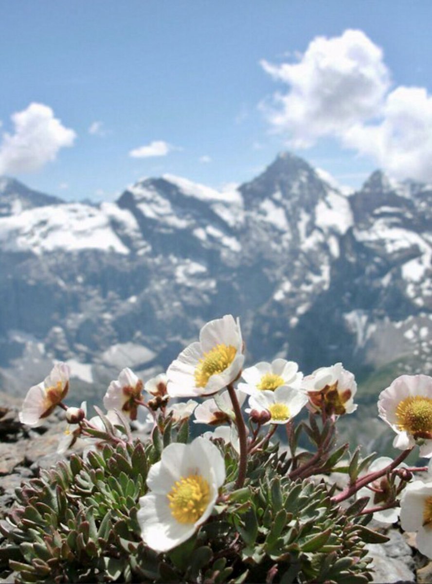 Горы цветы Альпы