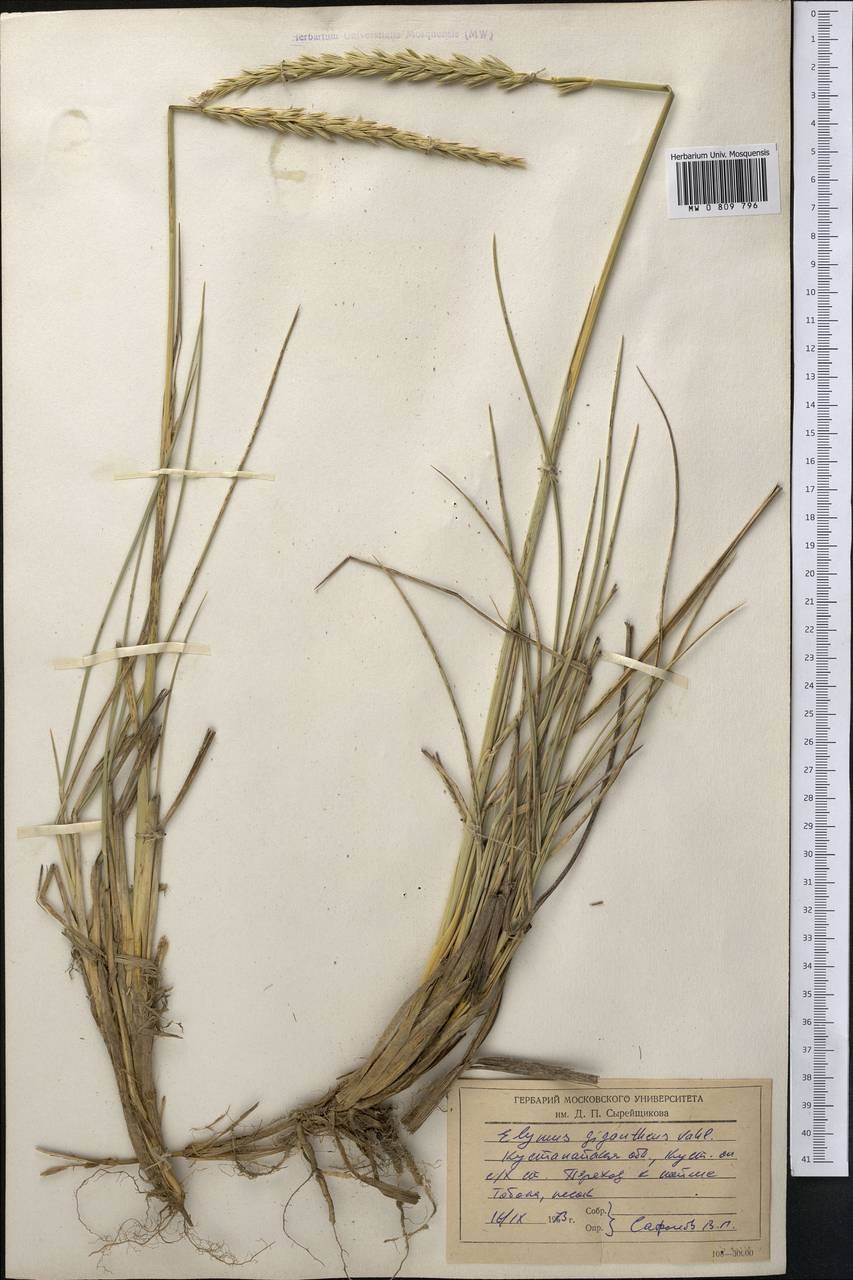 Элимус песчаный