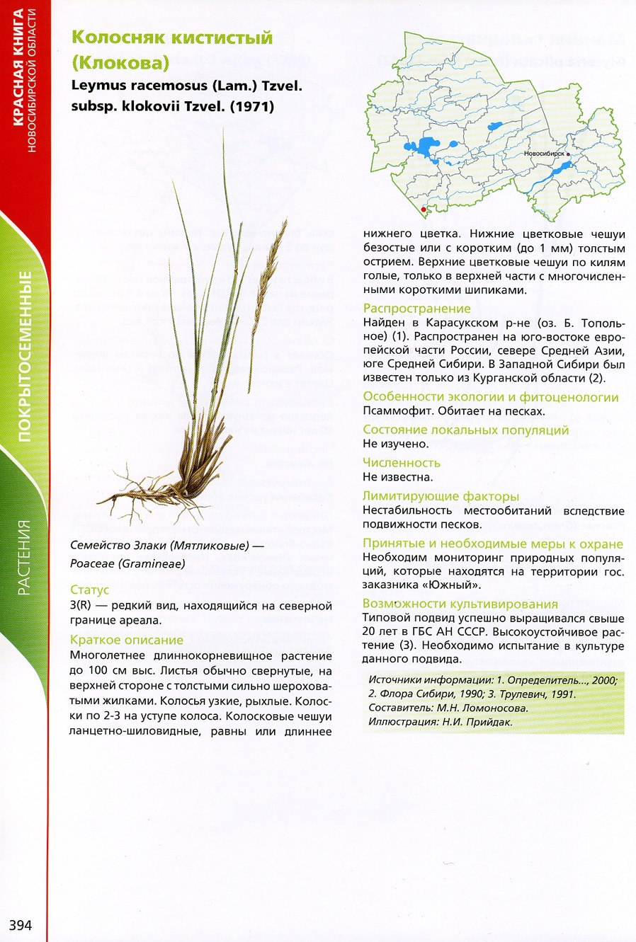 Колосняк ветвистый (Leymus racemosus