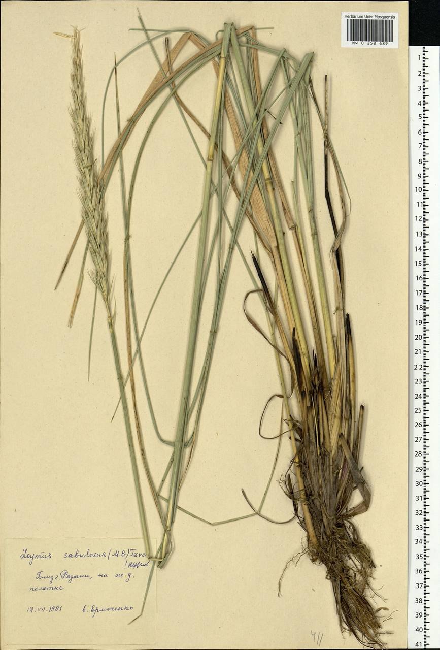 Psathyrostachys juncea