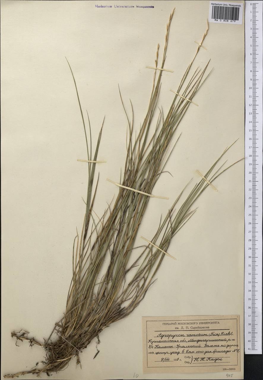 Колосняк строение цветка