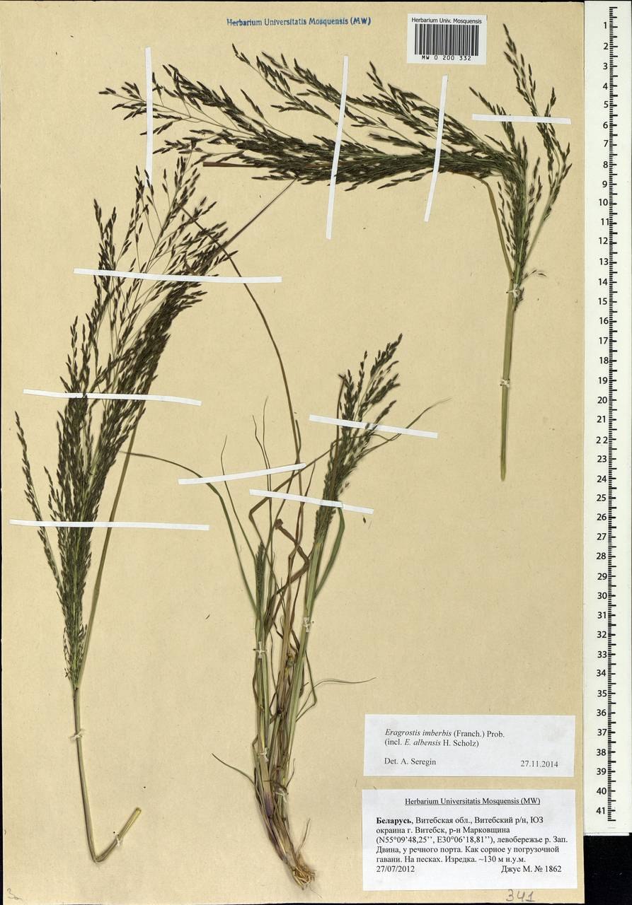 Колосняк песчаный в пустыне
