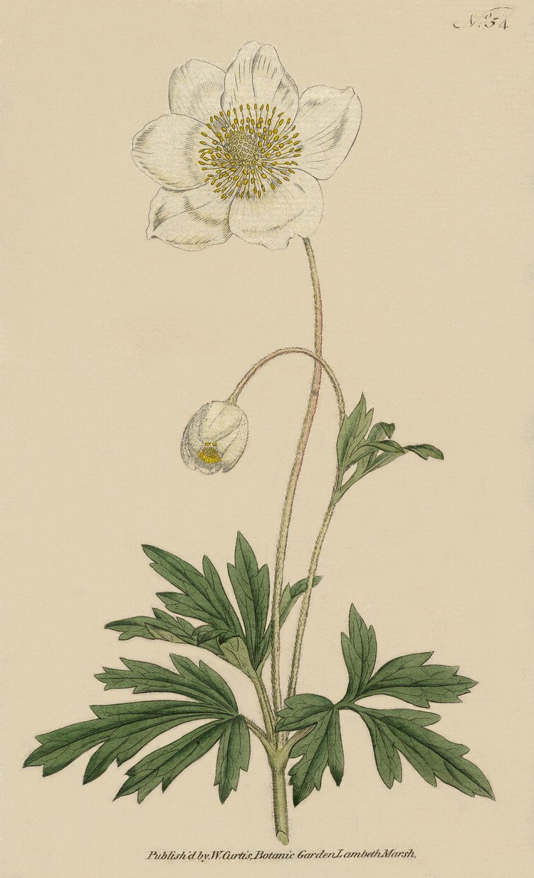 Anémone nemorósa Ботанический рисунок