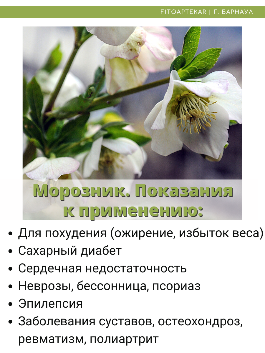 Морозник кавказский