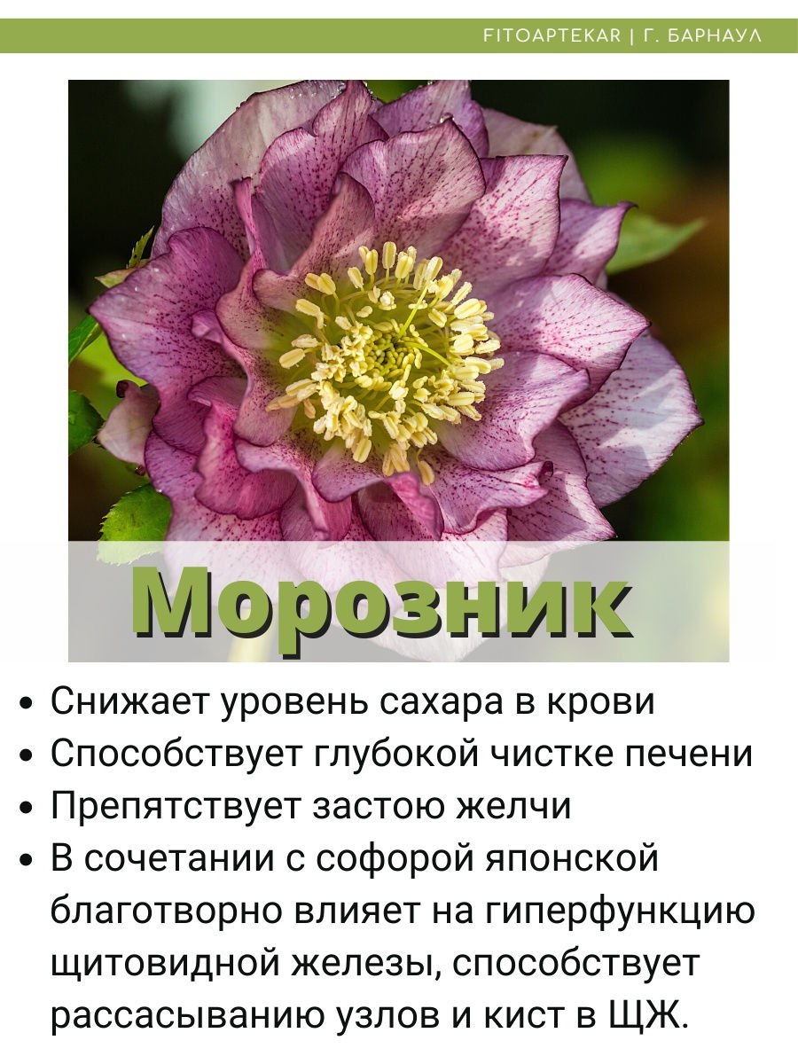 Морозник кавказский в капсулах