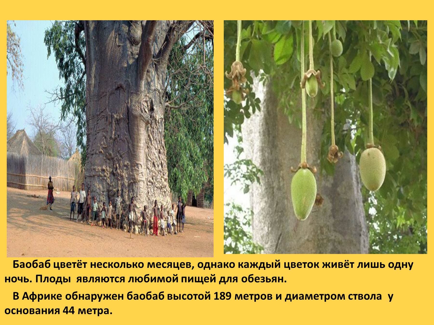 Воспользуйтесь текстом живет на свете баобаб ответы. Баобаб Африканский плоды. Баобаб хлебное дерево. Баобаб цветет. Баобаб высотой 189 метров.