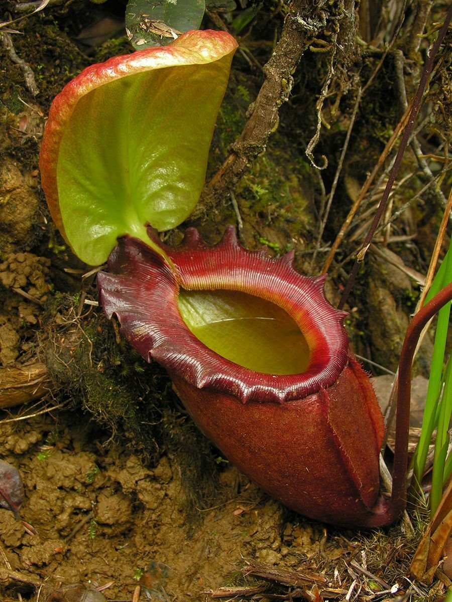 Непентес (Nepenthes)