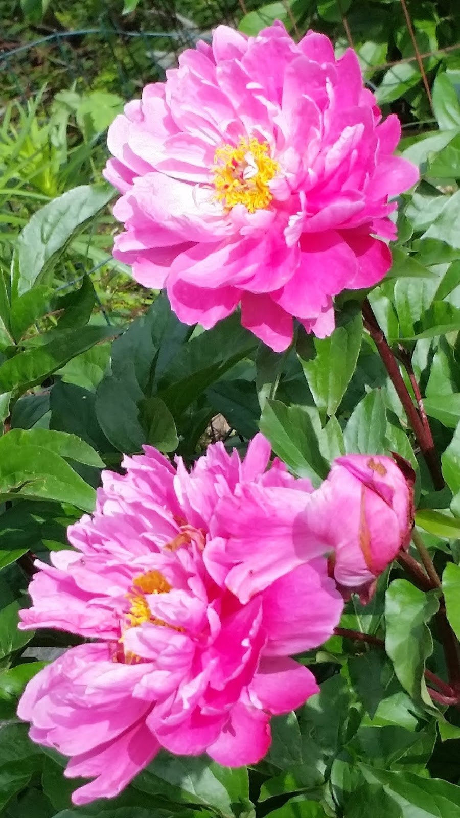 Пион софт Салмон сосер