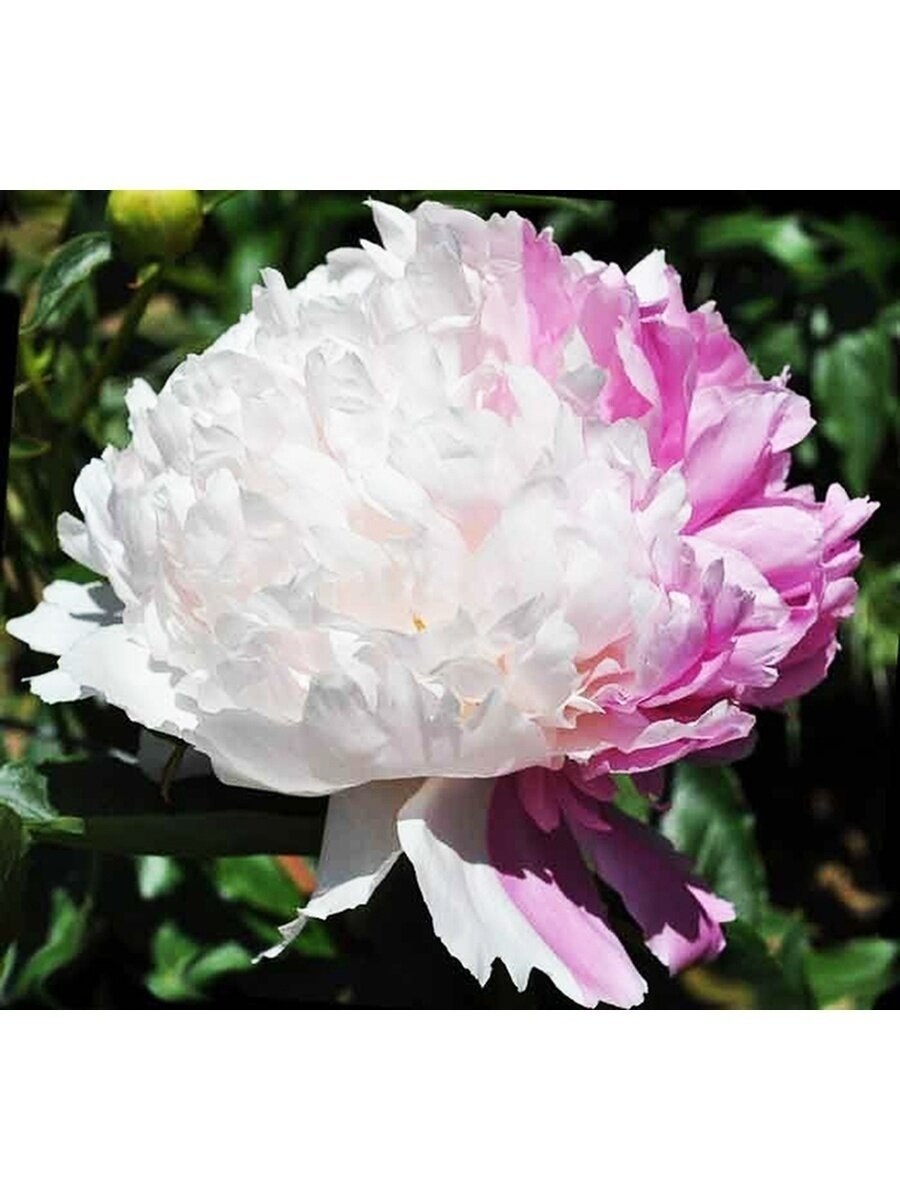 Пион Юбилейный ГБС