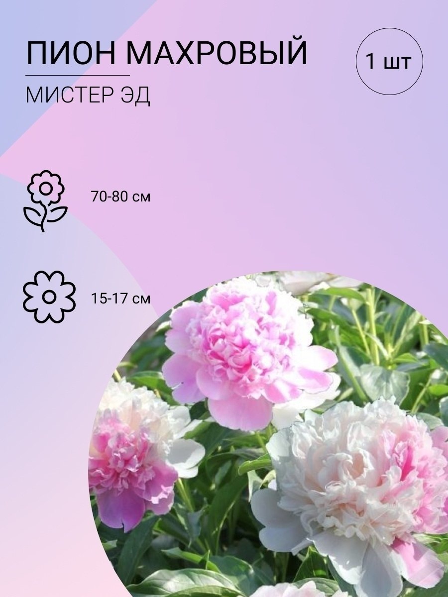 Пион Raspberry Charm- пион Расберри Чарм