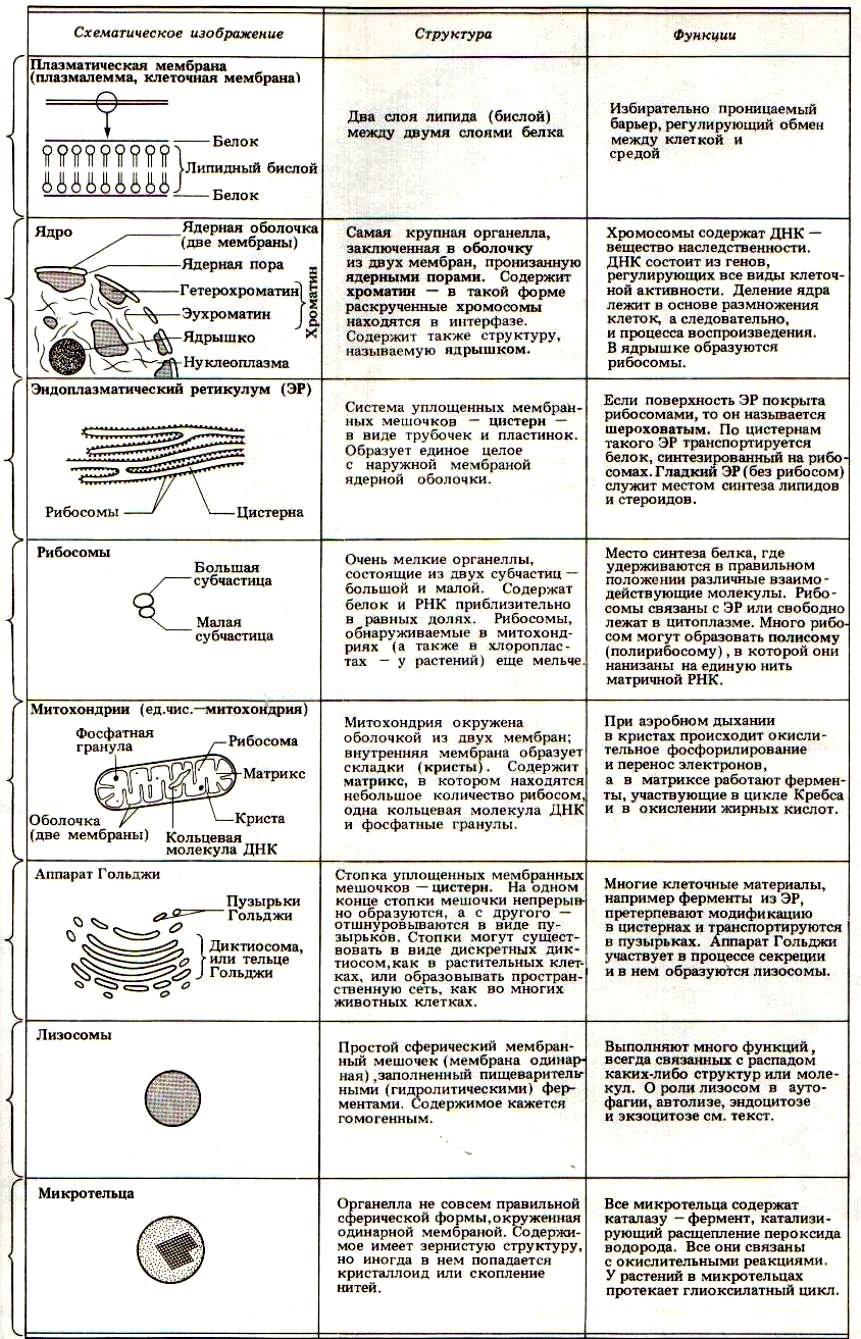 Таблицу органоиды эукариотической клетки. Таблица строение клеток органоиды клетки функции органоидов. Таблица строение клетки органоиды строение функции. Название строение и функции органоидов клетки таблица. Таблица по биологии строение клетки органоиды строение функции.
